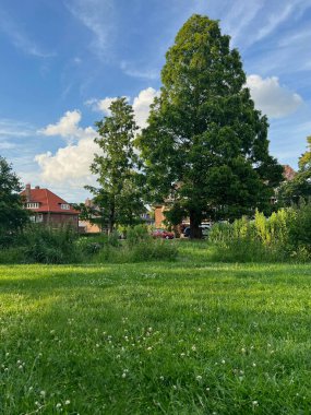 Picturesque view of beautiful park with fresh green grass and trees on sunny day