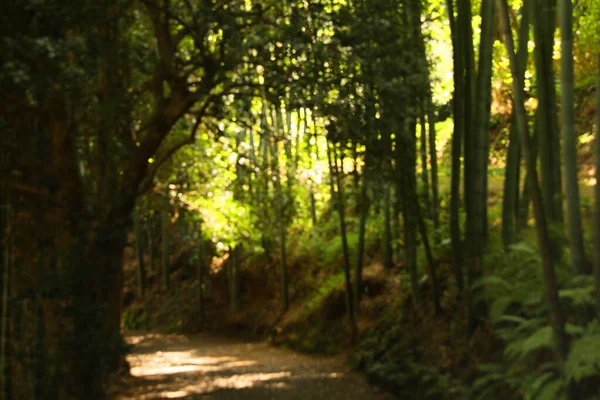 Güzel Yeşil Bambu Ormanının Patikanın Bulanık Manzarası — Stok fotoğraf