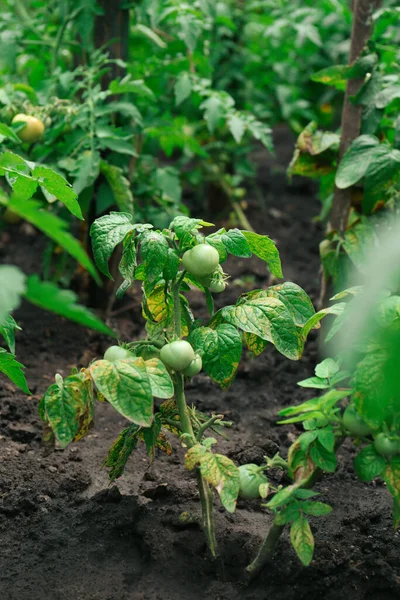 Beautiful Green Plants Ripening Tomatoes Garden — ストック写真