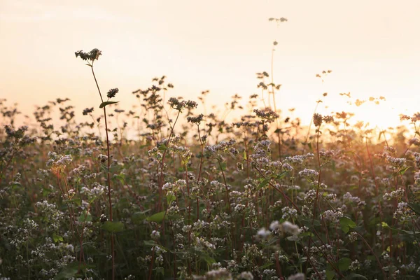Vacker Utsikt Över Blommande Bovetefält Vid Solnedgången — Stockfoto
