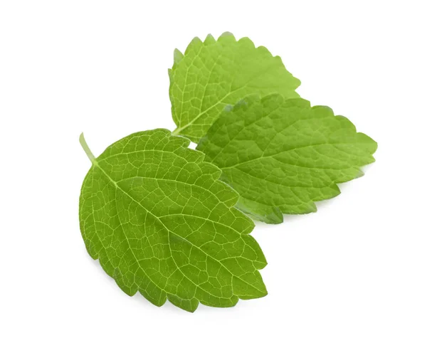 Φύλλα Φρέσκου Πράσινου Βάλσαμου Λεμονιού Απομονωμένα Λευκό — Φωτογραφία Αρχείου