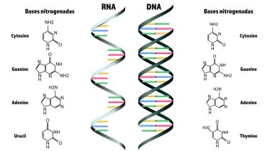 Beyaz arka planda RNA ve DNA yapısı. Görüntü
