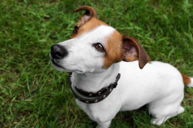 Açık havada siyah deri köpek tasmalı güzel Jack Russell Terrier.
