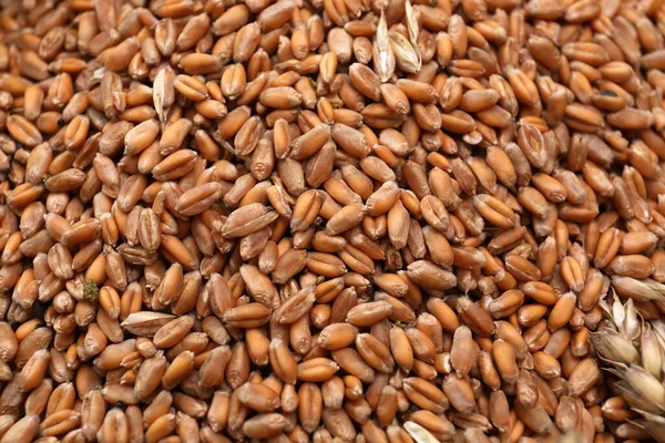 Many Wheat Grains Background Top View — Stock Photo, Image