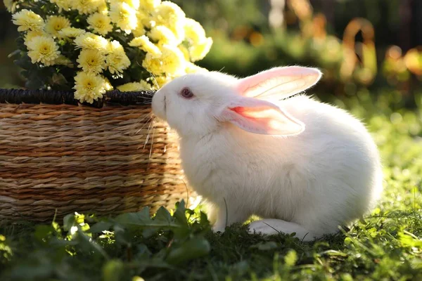 Hasır Sepetin Yanında Çimlerin Üzerinde Çiçekler Olan Sevimli Beyaz Tavşan — Stok fotoğraf