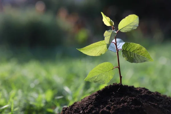 Plantar Uma Árvore Mudas Crescendo Solo Livre Close Espaço Para — Fotografia de Stock