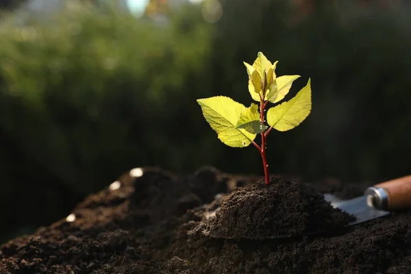Tohumlar Dışarıda Toprakta Yetişiyor Ağaç Dikme — Stok fotoğraf