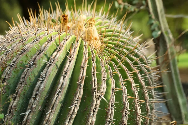 Nahaufnahme Von Schönen Kakteen Sonnigen Tagen Tropische Pflanze — Stockfoto