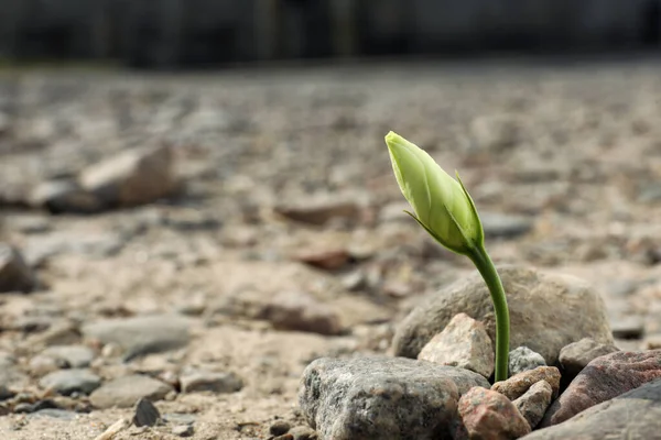 stock image Beautiful flower growing in dry soil, space for text. Hope concept