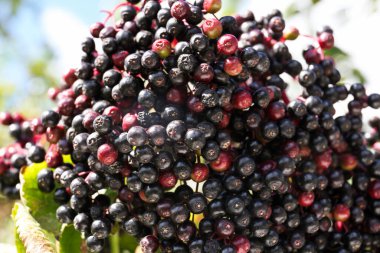 Bulanık arka planda büyüyen lezzetli mürver (Sambucus), yakın plan