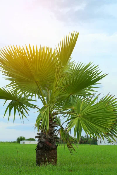 Prachtig Uitzicht Palmbomen Tegen Hemel — Stockfoto