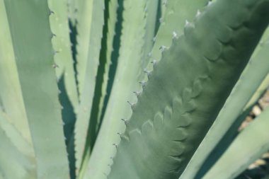 Güzel Agave yapraklarının yakın görüntüsü, metin için boşluk. Egzotik bitki