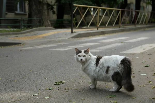Gato Solitario Extraviado Caminando Camino Asfalto Aire Libre Espacio Para — Foto de Stock