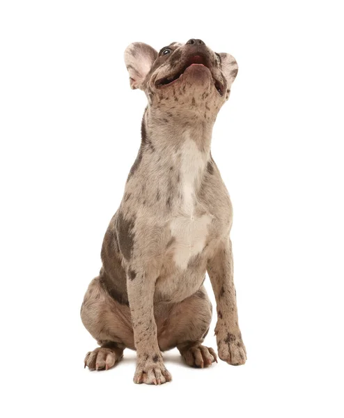 Beyaz Arka Planda Oturan Sevimli Fransız Bulldog — Stok fotoğraf