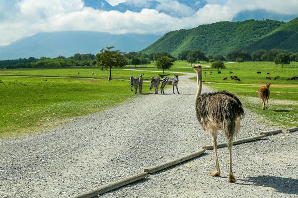 Beautiful African Ostrich Road Safari Park Royalty Free Stock Images
