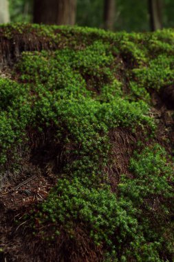 Beautiful green moss and wild plants growing in forest