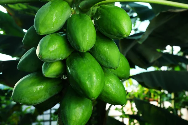 Omogna Papaya Frukter Som Växer Träd Utomhus Närbild — Stockfoto