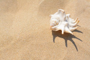 Sandy beach with beautiful seashell on sunny day, space for text