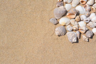 Many beautiful sea shells on sandy beach, flat lay. Space for text