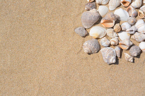 stock image Many beautiful sea shells on sandy beach, flat lay. Space for text