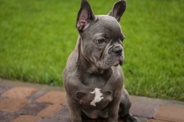 Yeşil çimlerin yanındaki yürüyüş yolunda oturan sevimli Fransız bulldog. Köpek gezdirme