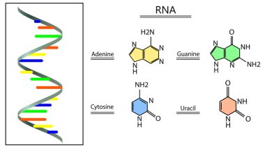 Beyaz arkaplanda RNA yapısını gösteren poster. Görüntü