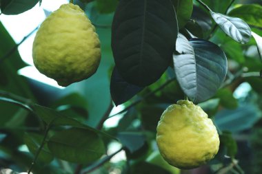 Açık havada ağaçta yetişen olgunlaşmamış limonlar, yakın plan.