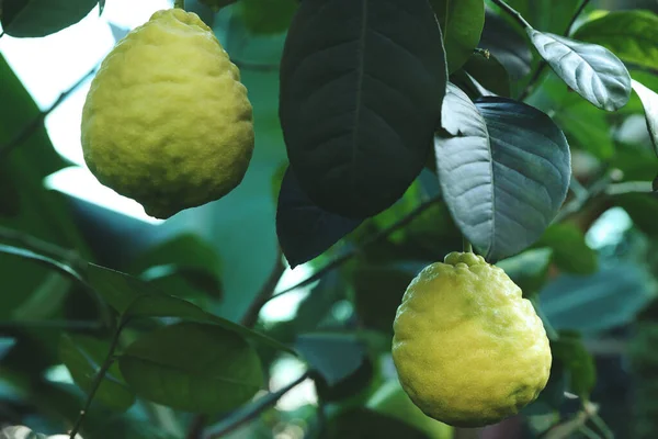 Omogna Citroner Växer Träd Utomhus Närbild — Stockfoto