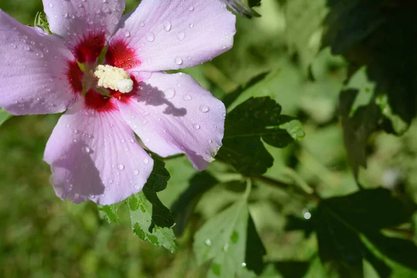 Красива Квітка Гібіскуса Водою Падає Вулицю Сонячний День Впритул Простір — стокове фото
