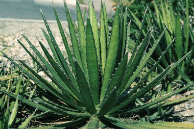 Güzel Agave bitkileri güneşli bir günde açık havada yetişiyor.