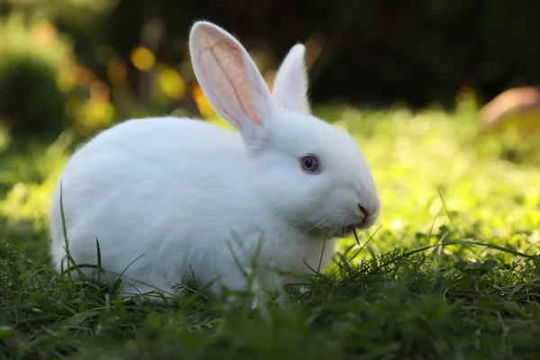 户外绿草上可爱的白兔 — 图库照片