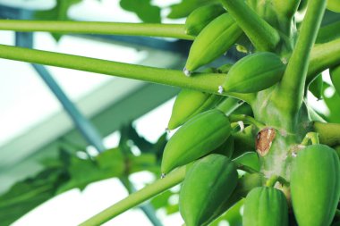 Açık havada ağaçta yetişen olgunlaşmamış papaya meyveleri, yakın çekim manzarası. Metin için boşluk