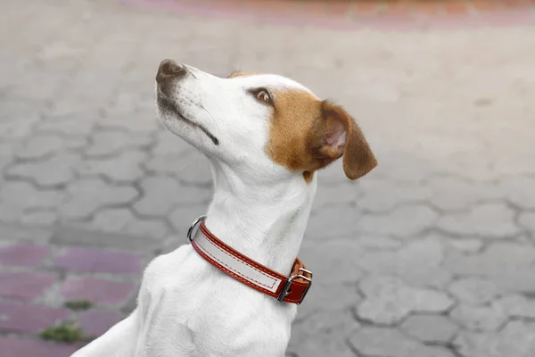 Gyönyörű Jack Russell Terrier Barna Bőrnyakörvvel Város Utcáján Szöveg Helye — Stock Fotó