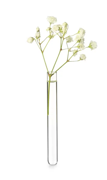 Gypsophila Flores Tubo Ensayo Sobre Fondo Blanco — Foto de Stock
