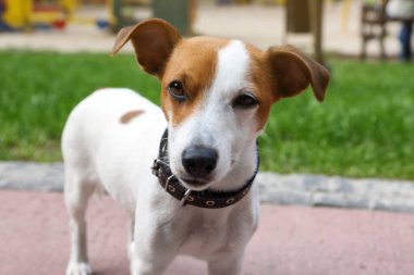 Açık havada siyah deri köpek tasmalı güzel Jack Russell Terrier.