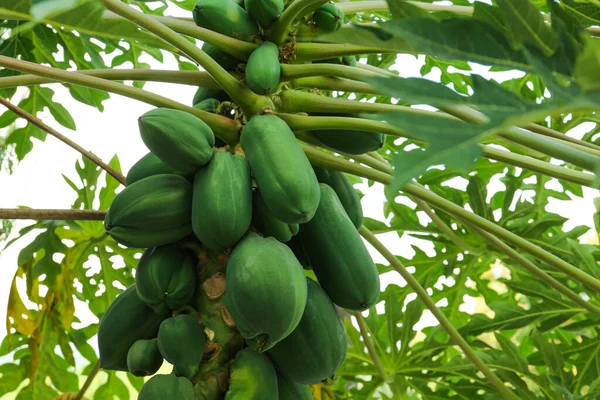 Omogna Papaya Frukter Som Växer Träd Utomhus — Stockfoto