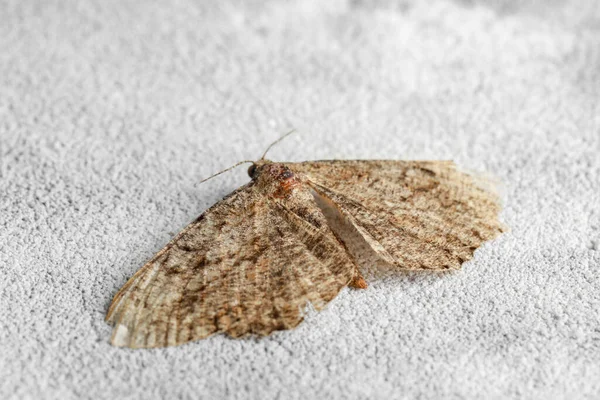 Alcis Repandata Moth Light Textured Background Close — 图库照片