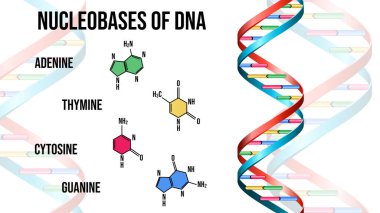 Beyaz arka planda DNA 'nın nükleobazları. Görüntü
