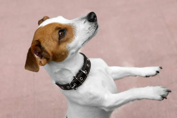 Gyönyörű Jack Russell Terrier Fekete Bőr Kutya Gallér Szabadban — Stock Fotó