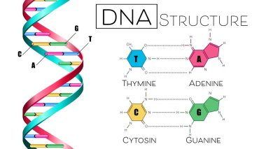 Beyaz arka planda DNA yapısını gösteren poster. Görüntü
