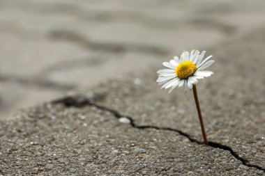 Asfaltta çatlaktan çıkan güzel bir çiçek, yazı için alan. Umut kavramı