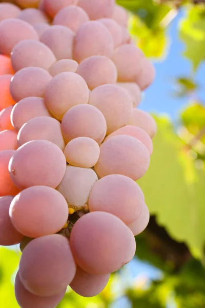 Beaux Raisins Savoureux Poussant Dans Vignoble Gros Plan — Photo