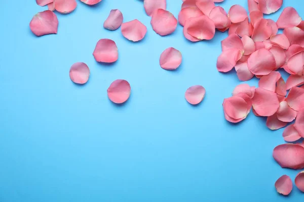 stock image Beautiful pink rose flower petals on light blue background, flat lay. Space for text