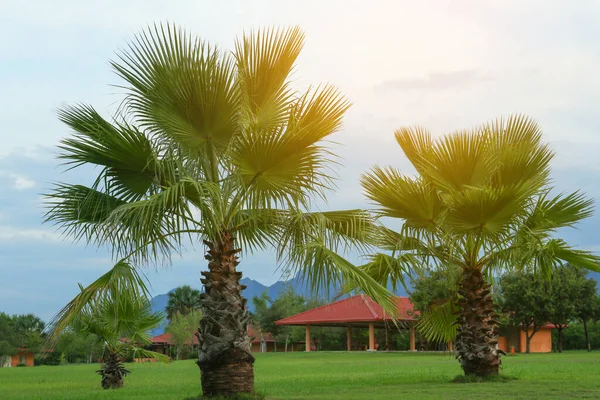 Prachtig Uitzicht Palmbomen Huis Tegen Hemel — Stockfoto
