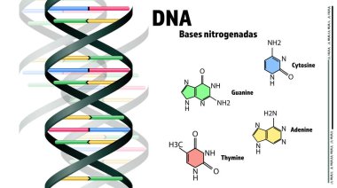 DNA, nitrojenadaları beyaz arka plana dayandırır. Görüntü