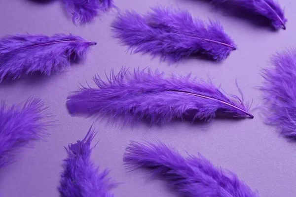 色彩艳丽的羽毛 紫色背景 — 图库照片