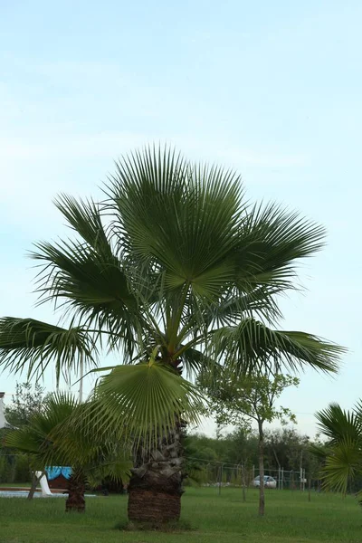 Bela Vista Palmeira Contra Céu Azul Plantas Tropicais — Fotografia de Stock