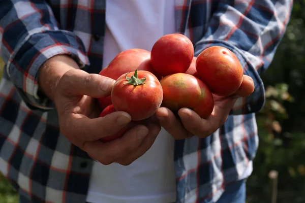 Homme Aux Tomates Rouges Mûres Dans Jardin Gros Plan — Photo