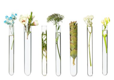 Set with different plants in test tubes on white background clipart