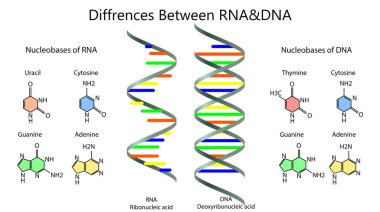 Beyaz arka planda RNA ve DNA arasındaki farkları gösteren poster. Görüntü